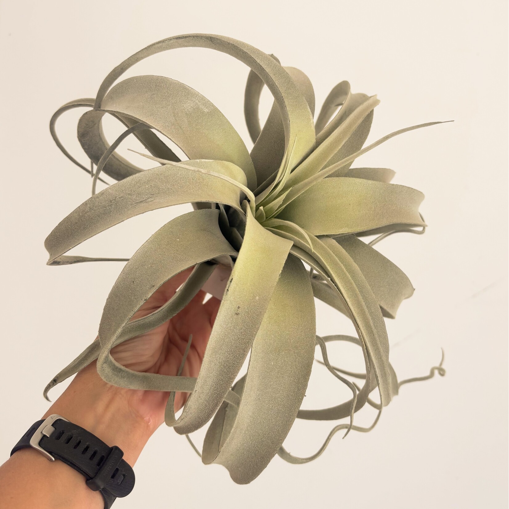 Little Green Stories Kunstplant Tillandsia