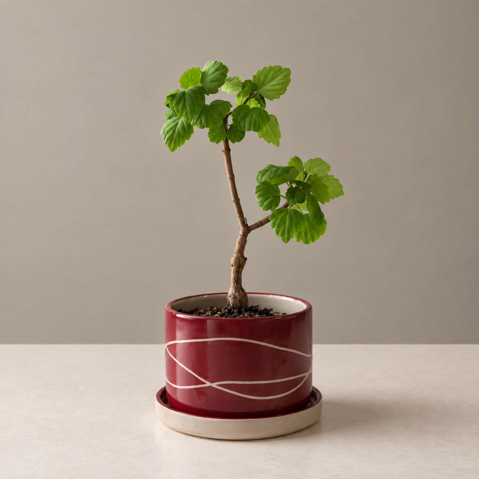 Little Green Stories Koesterpot Rood