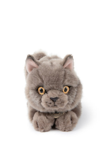 B.T. Chaps Knuffel Freddy the British Shorthair in giftbox 20 cm
