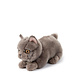B.T. Chaps Knuffel Freddy the British Shorthair in giftbox 20 cm