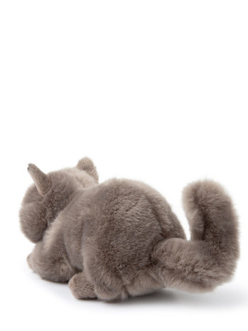 B.T. Chaps Knuffel Freddy the British Shorthair in giftbox 20 cm