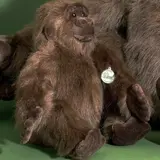 Förster Knuffel Gorilla groot 40cm