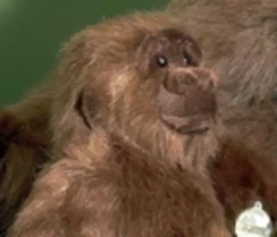 Förster Knuffel Gorilla groot 40cm