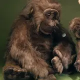 Förster Knuffel Gorilla extra groot 80cm