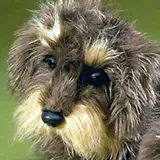 Förster Knuffel Ruwharige Teckel Zottel klein 19cm