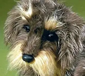 Förster Knuffel Ruwharige Teckel Zottel klein 19cm