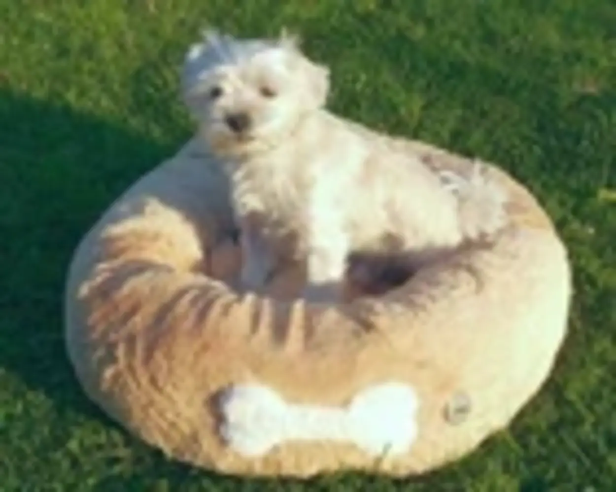 Förster Honden- Kattenbed 59cm