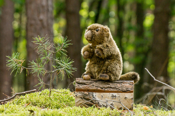 Hermann Teddy Knuffel Marmot 20cm