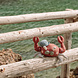 Picca LouLou Crab Claude Christophe in giftbox Picca LouLou Crab Claude Christophe in giftbox