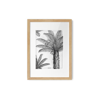 Poster Koningspalm A4