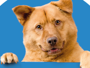 Natuurlijke Botten Hond