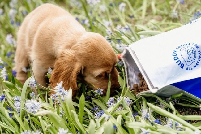 Buddy Puppy Love 2 kg