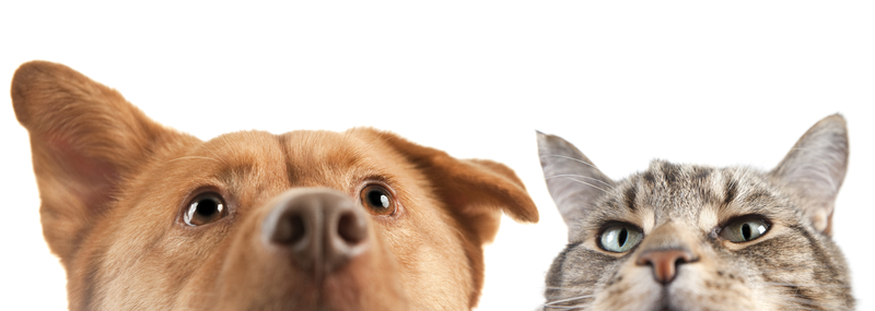 Onze showroom in Giessenburg