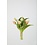 Colours & Green Tulip Bundle x7 32cm roze wit