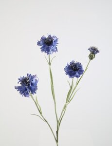 Colours & Green Cornflower Spray 61cm