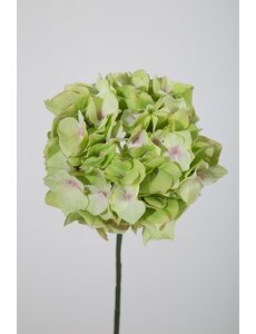 Colours & Green Hydrangea Single Stem 48cm