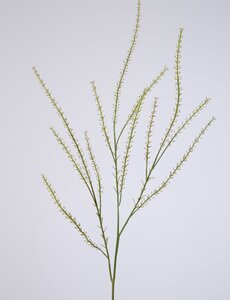Colours & Green Thlaspi Green Bell 85cm