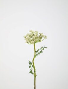 Colours & Green Queen Anne's Lace 62cm