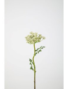 Colours & Green Queen Anne's Lace 62cm