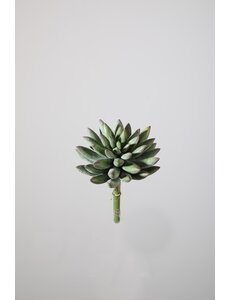 Colours & Green Succulent 18cm Dia 11cm