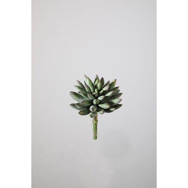 Colours & Green Succulent 18cm Dia 11cm