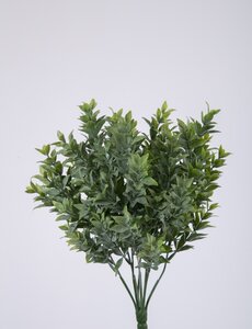 Colours & Green Boxwood Bush 30 cm