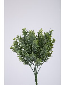 Colours & Green Boxwood Bush 30 cm