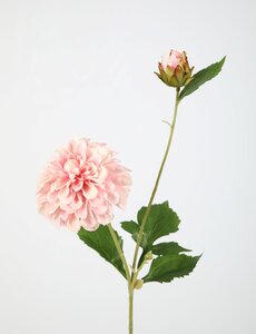 Colours & Green Dahlian stem 69 cm dia 10 cm