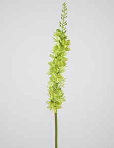 Colours & Green Foxtail Lily S 58 cm