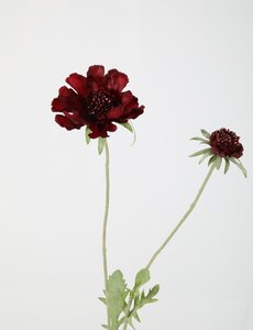 Colours & Green Scabiosa spray 71 cm