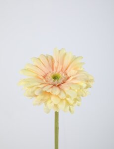 Colours & Green Gerbera Daisy Stem 53 cm