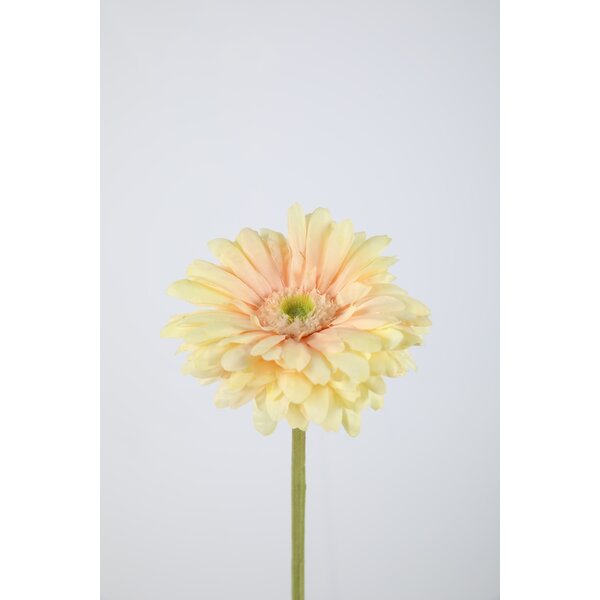 Colours & Green Gerbera Daisy Stem 53 cm