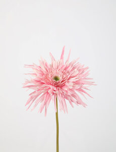 Colours & Green SpiderGerbera Stem 70 cm