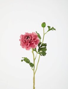 Colours & Green Zinnia Spray 71cm roze