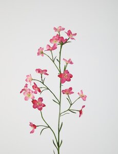 Colours & Green Cosmos Spray x7 77cm