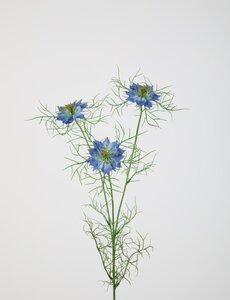 Colours & Green Nigella Flower Stem 62cm