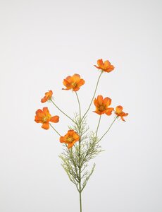 Colours & Green Cosmos Spray x7 77cm oranje