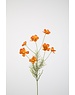 Colours & Green Cosmos Spray x7 77cm oranje