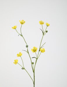 Colours & Green Buttercup 70 cm