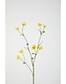 Colours & Green Buttercup 70 cm