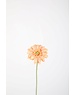 Colours & Green Single Mini Gerbera 47cm oranje