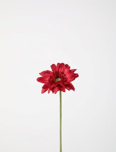 Colours & Green Single Mini Gerbera 47cm fuchsia