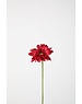 Colours & Green Single Mini Gerbera 47cm fuchsia