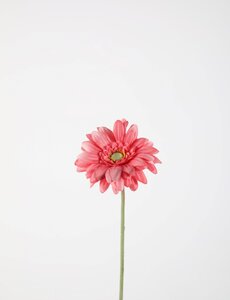 Colours & Green Single Mini Gerbera 47cm roze