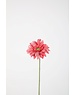 Colours & Green Single Mini Gerbera 47cm roze