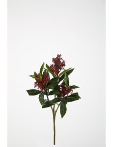 Colours & Green Skimmia Bush 48cm