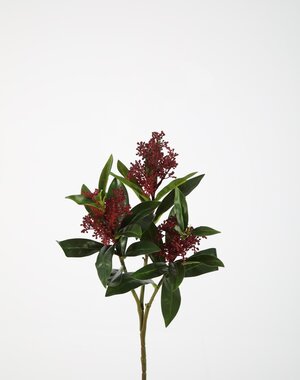 Colours & Green Skimmia Bush 48cm