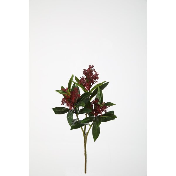 Colours & Green Skimmia Bush 48cm