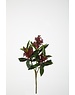 Colours & Green Skimmia Bush 48cm