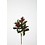 Colours & Green Skimmia Bush 48cm